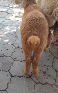 بره نر