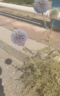 فروش حواله تارا دستی v1 6