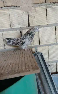 سرور