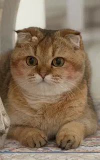 گربه اسکاتیش ماده برای جفت گیری