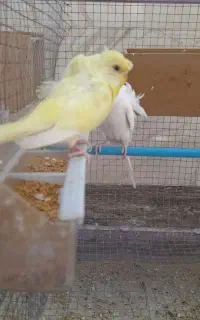 مرغ عشق پروانه ای آماده جوجه کشی