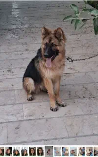 سگ ژرمن نر