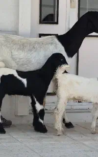 ۲راس کولار بز ترکی ۲ کهره ای ۴ راس کهره نر پاشون
