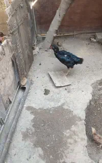 مرغ لاری شش دانگ
