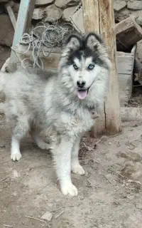 فروش سگ هاسکی 8 ماهه