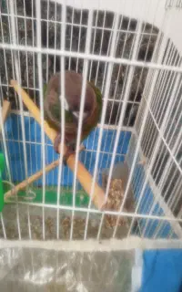 طوطی گرینچیک از بچگی پیش خودم بزرگ شده