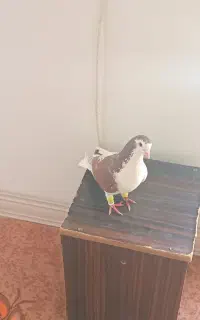 گم شده