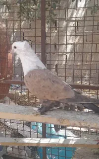کبوتر مهریز