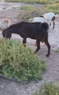 بزنر