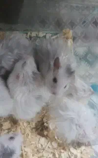 ۱۰تا همستر دستی و خانگی