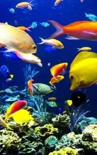 به یک کارشناس شیلات با سابقه کار نیازمندیم