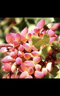 خرید و فروش کلی و جزئی پسته