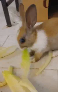 خرگوش