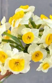 پیاز گل نرگس شیرازی درشت امسالی