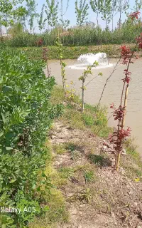 ماهی فروش گپور .فتوایی .بیگت .آمور فروش.
