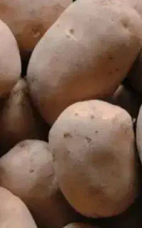 سیب زمینی دامی مخصوص دامداری و گاو و گوسفند