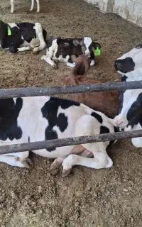 فروش گوساله هولشتاین