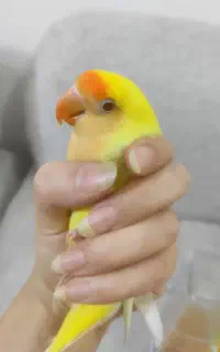 طوطی کوتوله برزیلی چشم شرابی