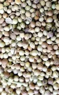 خرید مدتی گشنیز