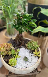 دیش گاردن گل ساکولنت هدیه خاص