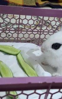 خرگوش