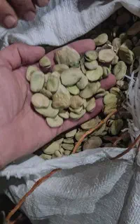 باقله