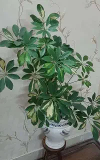 گل شفلرا