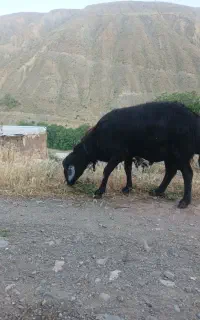 قوچ قره چال