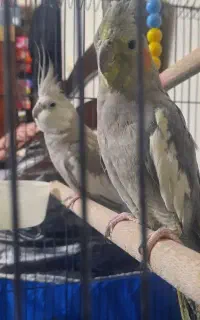 عروس هلندی جفت نر و ماده