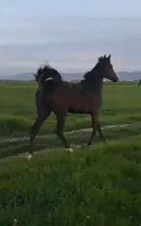 مادیان کره سرور حیدری