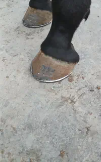نعلبندی اسب .