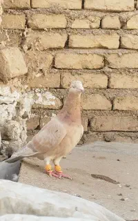 ماده هفترنگ قزوینی