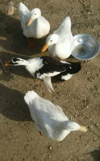 سه اردک ماده دوتا سفید ی دونه سیاه