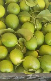 درخت