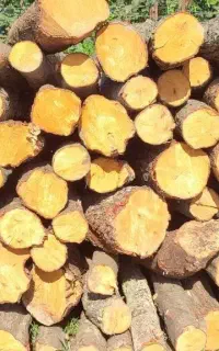 خرید چوب جنگلی و باغی