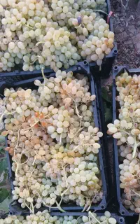انگور عسگری درجه ۱