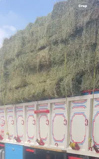 یونجه خشک کاه گندم جو