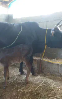 گاو با گوساله ماده