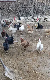 مرغ دره شهر