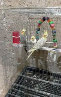 عروس هلندی سخنگو
