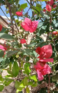گل کاغذی