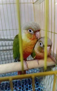 جوجه گرینچیک