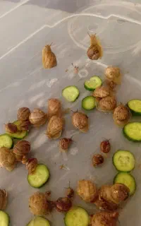 حلزون