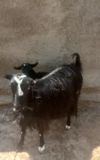 بز و بزغاله
