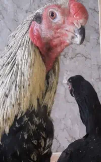 خروس لاری هندی
