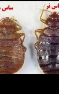 سمپاشی ضدعفونی تضمینی عقرب وسوسک وموش وعقربمرگبار