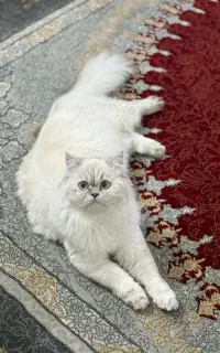 هیمالین ۱ساله