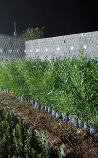 نهال اکاسیاه(بیدسیاه‌‌) اکالیپتوس چوب سیاه ۴۰تومن