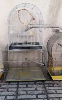 4 عدد قفس پرنده