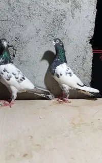 کبوتری تیدی شعبان